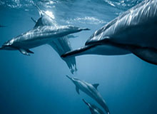 非京籍人员离职后如何提取住房公积金？一图读懂