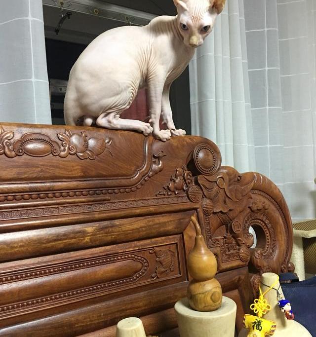 布偶猫的价格是多少？ 宠物猫价格