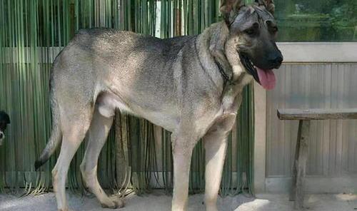 狼青犬怎么样？ 狼青犬的优点和缺点