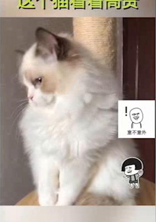 代表精致高贵的动物？（世界上血统最高贵的猫）