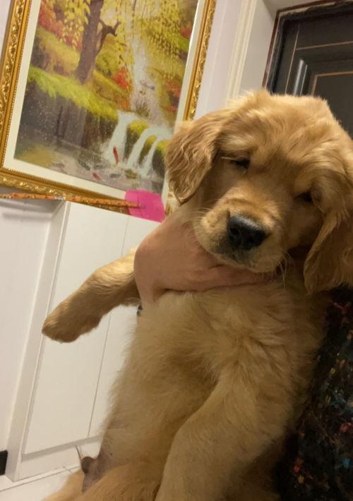 金毛刚出来是白的吗？（纯种金毛犬）