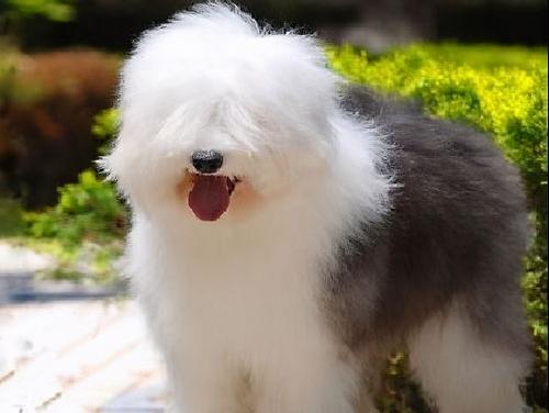 古牧优缺点？（古牧）