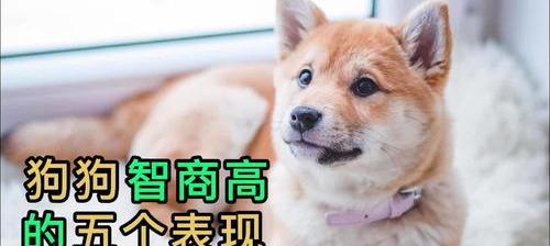 宾沙犬智商排名第几？（智商最高的狗）