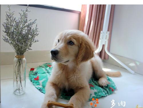 金毛智力年龄对照表？（金毛训练的最佳年龄）