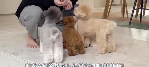 有一元一只的茶杯犬吗？（0元茶杯犬）