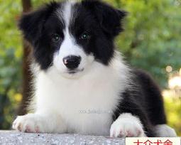 陨石色边牧和黑白色边牧哪个贵（边境牧羊犬的价格行情）