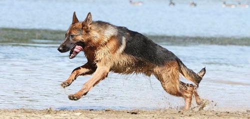 北京能养伯恩山犬吗？（伯恩山犬为什么禁养）