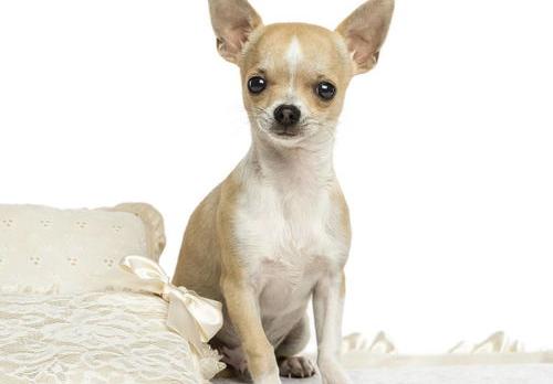 小型犬有哪些（小型犬狗品种大全）
