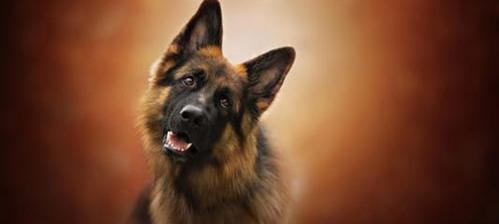 纯种德国牧羊犬价格（纯种德国牧羊犬47万）