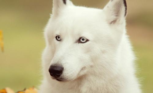 阿拉斯加大型犬多少钱一只（阿拉斯加犬价格多少钱一只）