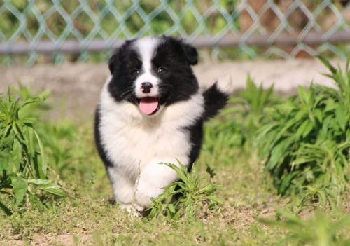牧羊犬小狗多少钱一只？（边境牧羊犬多少钱一只纯种）