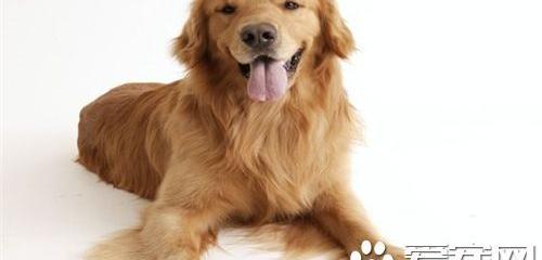 金毛寻回犬和拉布拉多哪个好？（金毛寻回犬和金毛的区别）