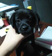 狗狗肠胃炎，不吃不喝怎么回事（免费宠物专家在线咨询）