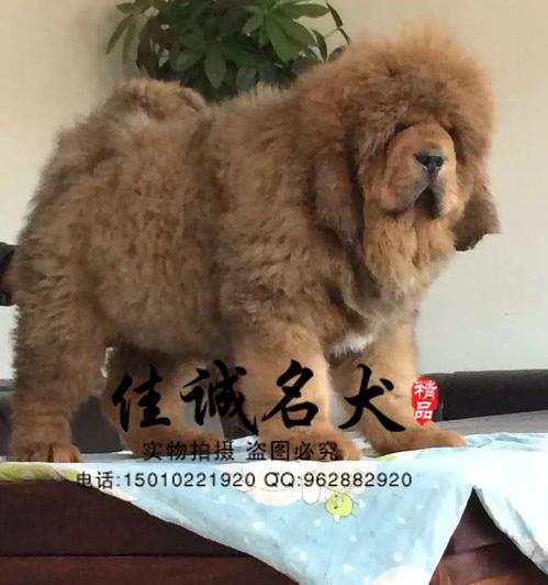 现在的藏獒幼崽多少钱一只（藏獒幼崽多少钱一只）