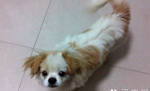 适合家养的小型犬排名前十名？（宠物狗品种小型犬大全）