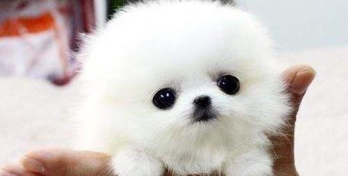 茶杯犬刚买回来怎么养才会不咬人？（茶杯犬怎么养）