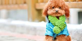 2年以上的泰迪狗多钱一只？（白色泰迪狗多少钱一只）
