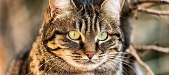 为什么好多猫舍不养虎斑猫？（虎斑猫千万不能养）
