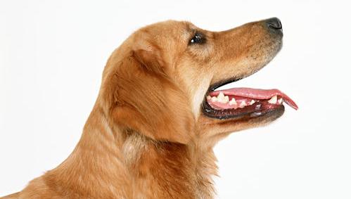 被猫抓伤也会感染狂犬病？ 猫抓伤狂犬病几乎为0
