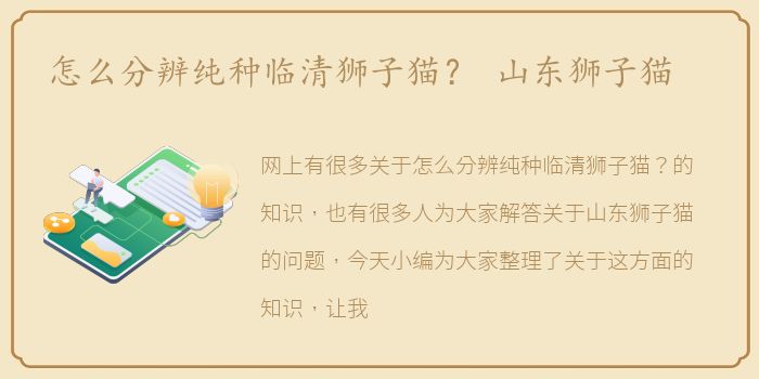 怎么分辨纯种临清狮子猫？ 山东狮子猫