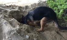 狗狗为什么会得犬瘟？（狗狗会无缘无故得犬瘟吗）