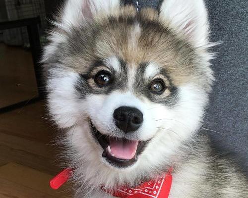 狗狗得了狗瘟，对人有影响的吗？（犬瘟热传染人吗）