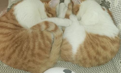 想领养一只猫猫，本人常州市天宁区的，是不是名贵的宠物猫都不在乎。58同城已经发过帖子了，木有回应。（58同城宠物猫免费领养）
