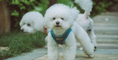 骑士比熊犬优缺点？ 比熊最大的缺点
