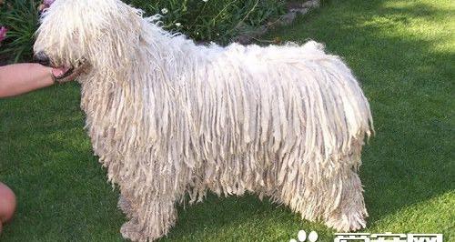 罗威纳和金毛哪个智商高？ 智商最高的犬类排名