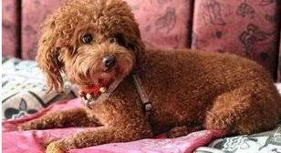 泰迪真正认主人的表现都有哪些？（泰迪犬养多久才认主人）