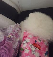 泰迪感染犬瘟的症状是什么？（犬瘟的前期症状是什么）