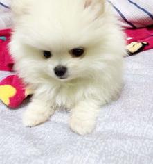1300能买到纯种博美吗？ 博美犬多少钱一只 小型 正宗