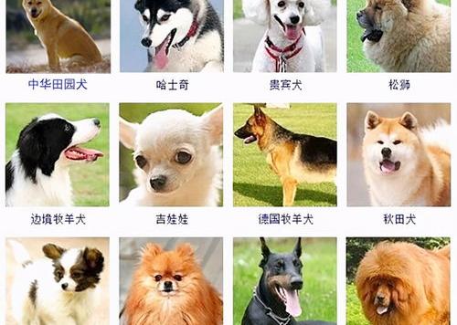 训狗15种方法 狗的种类大全带图解
