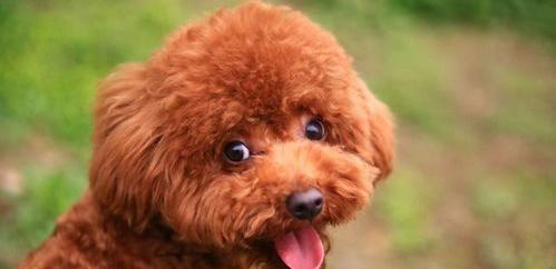狗狗得了细小，死前是什么症状？（狗狗细小临终前的5个征兆）