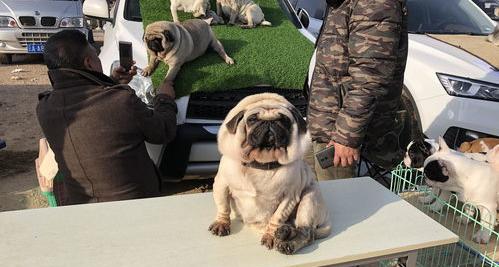 巴哥什么颜色贵？（巴哥犬价格多少钱一只）