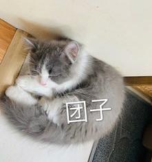 出售猫咪可以挂在哪些软件上卖 正规的卖猫平台