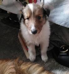 苏格兰牧羊犬一般能养到多大？ 苏格兰牧羊犬幼犬