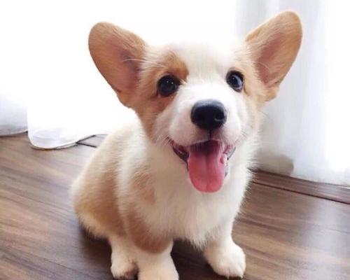 45天的柯基怎么训练上厕所？（柯基犬怎么训练上厕所）