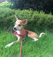 小鹿犬的市场价是多少？（小鹿犬多少钱一只）