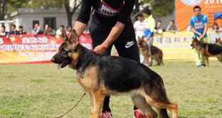 德德犬舍有幼犬卖吗？ csv德国牧羊犬俱乐部