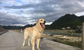 萨摩耶和金毛哪个好养？（萨摩耶和金毛哪个好养）