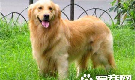 纯种母金毛幼犬多少钱一只？（金毛500元可以买吗）