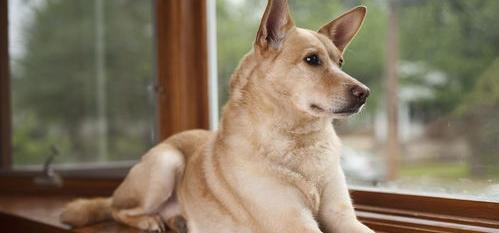 世界十一大名犬排名？（全球十大名犬）