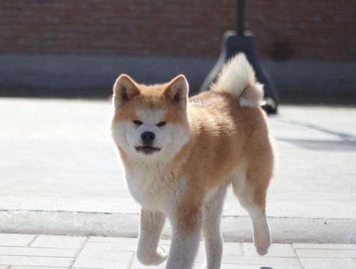 养秋田犬一个月的开销？ 秋田犬好养吗