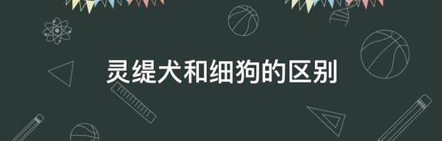 格力犬好繁殖吗？（格力犬）