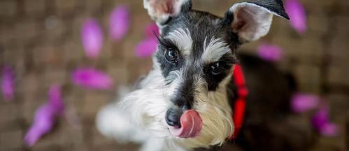 适合城市家庭养的梗犬？（迷你雪纳瑞犬多少钱一只）