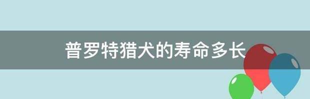 普罗特猎犬的寿命多长 普罗特猎犬