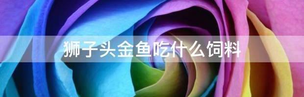 狮子头金鱼吃什么饲料（狮子头金鱼）