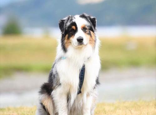 牧羊犬什么品种最好？ 牧羊犬种类