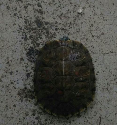 巴西龟公母区别？（巴西龟怎么分公母）